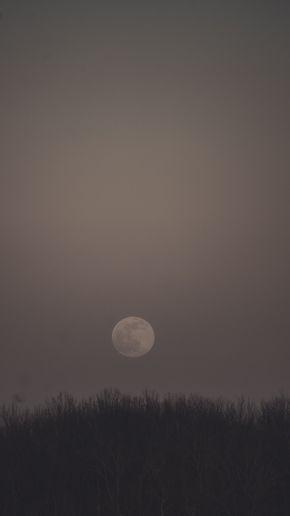 a full moon in the sky over a forest