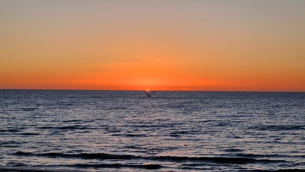 a bird flying over the ocean at sunset