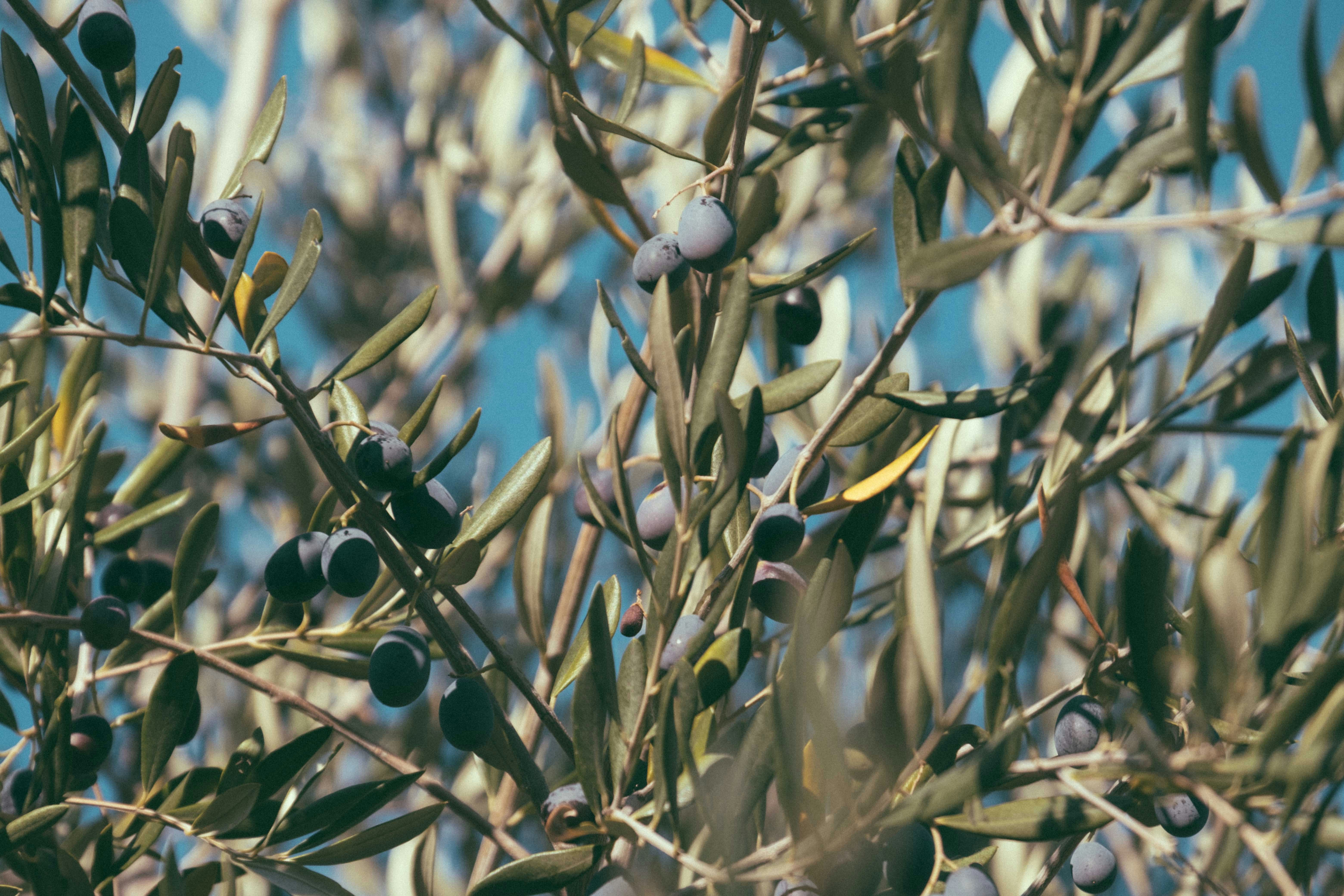 Photo by francesco_ungaro