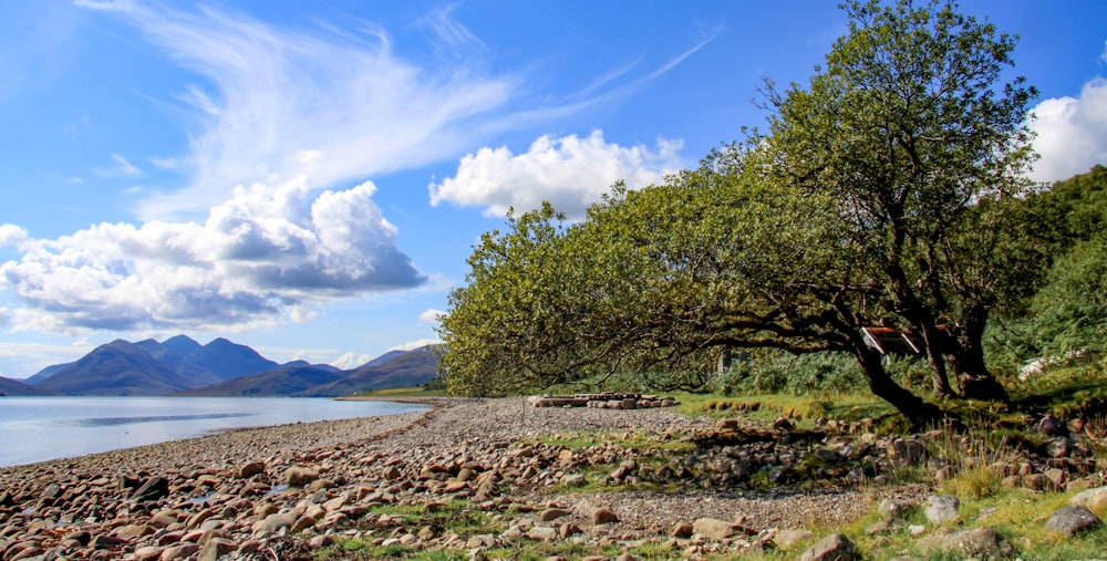 a tree on a rocky shore with mountains in the background