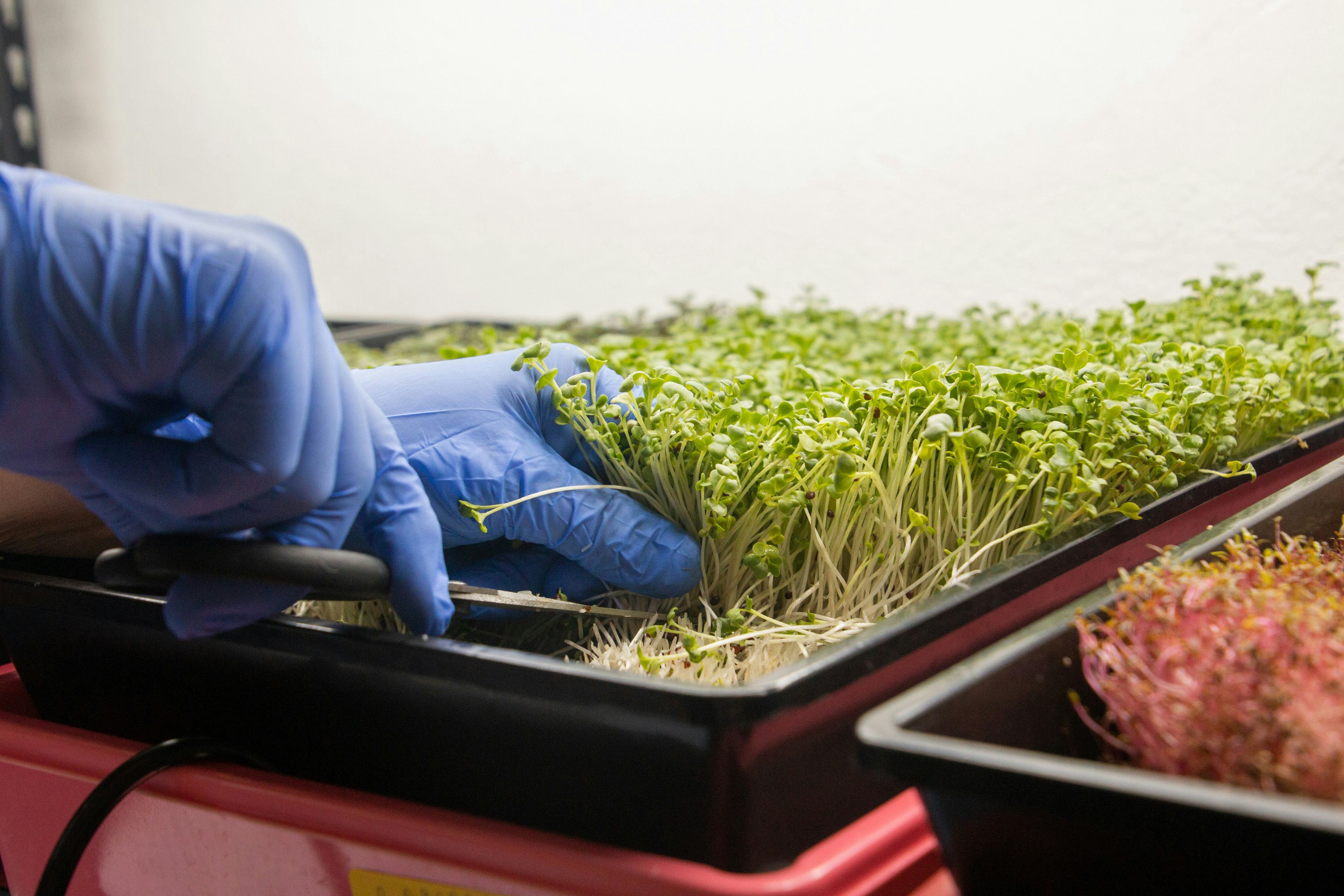 What Are The Benefits Of Broccoli Sprouts?