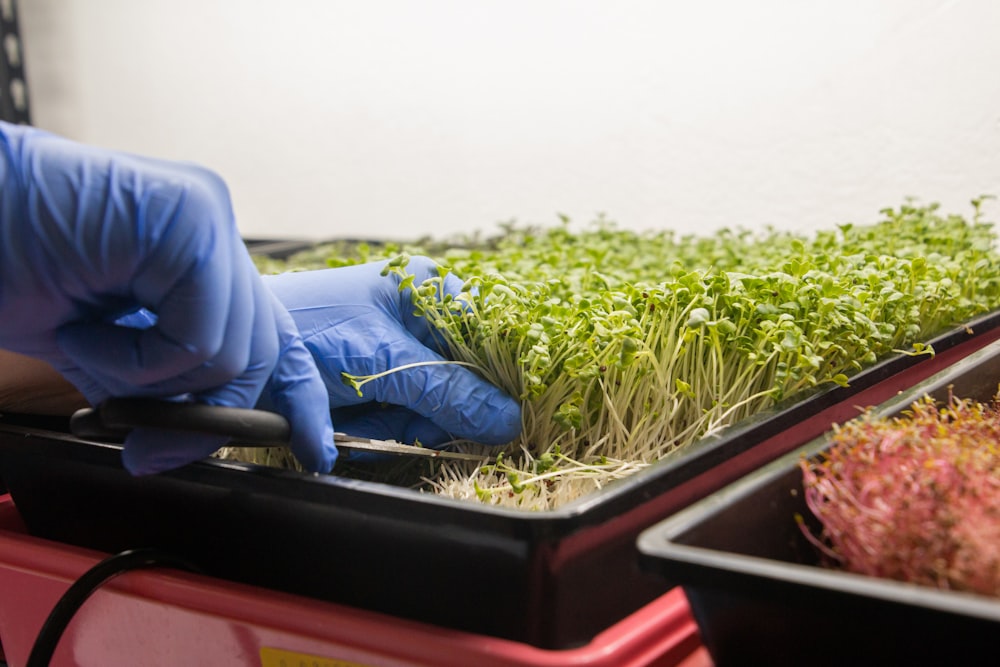 a person in blue gloves and blue gloves cleaning plants