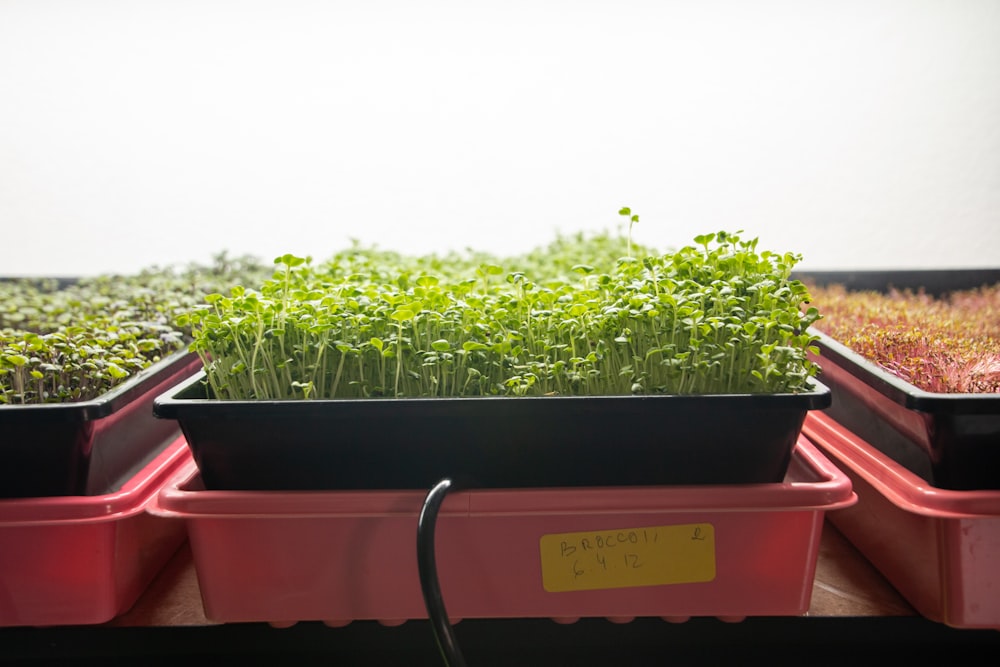 a row of plastic containers filled with green plants