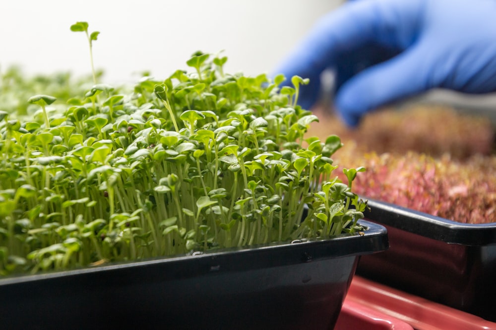 a person in blue gloves and gloves is picking up a plant