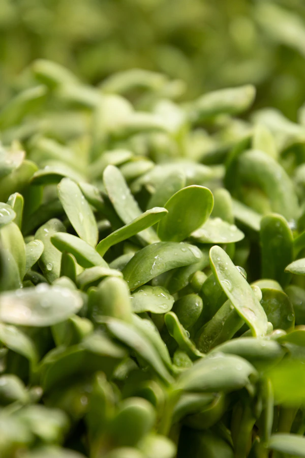 Microgreens