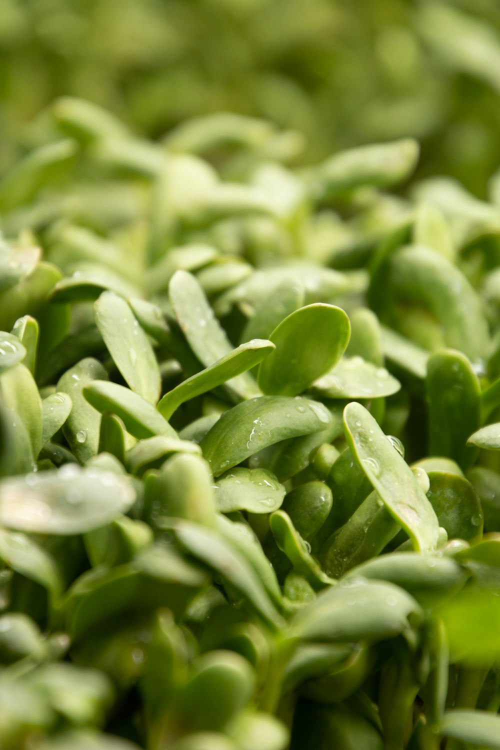 a close up of a bunch of green plants