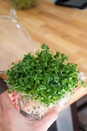 A hand holds a small plastic container filled with fresh green microgreens, with a thin layer of white roots visible at the bottom. The container is open, and the background features a wooden surface that suggests a kitchen or dining area.