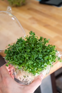 A hand holds a small plastic container filled with fresh green microgreens, with a thin layer of white roots visible at the bottom. The container is open, and the background features a wooden surface that suggests a kitchen or dining area.