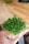 A hand holds a small plastic container filled with fresh green microgreens, with a thin layer of white roots visible at the bottom. The container is open, and the background features a wooden surface that suggests a kitchen or dining area.