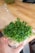 A hand holds a small plastic container filled with fresh green microgreens, with a thin layer of white roots visible at the bottom. The container is open, and the background features a wooden surface that suggests a kitchen or dining area.
