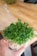 A hand holds a small plastic container filled with fresh green microgreens, with a thin layer of white roots visible at the bottom. The container is open, and the background features a wooden surface that suggests a kitchen or dining area.