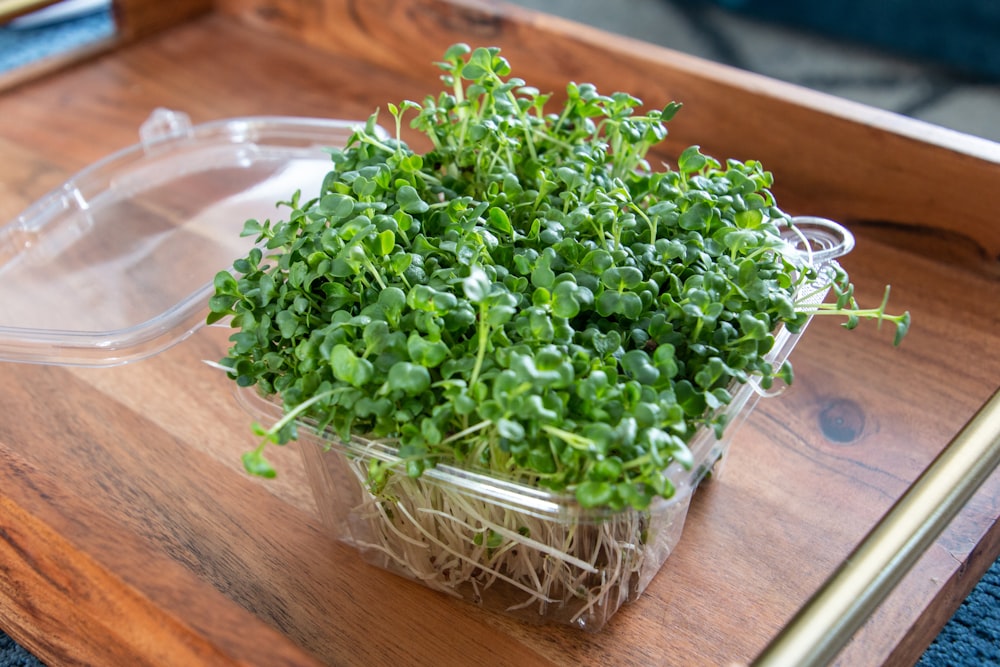 a plastic container filled with green plants on top of a wooden tray