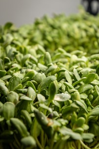 a pile of green sprouts sitting on top of a table