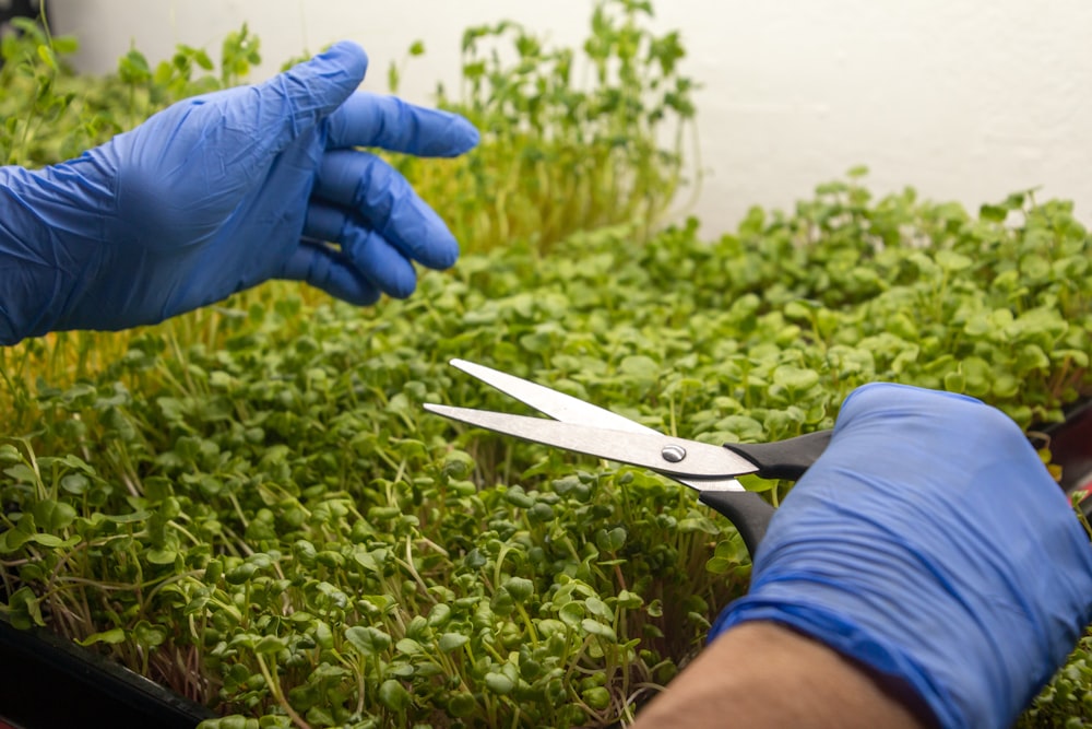 a person in blue gloves cutting a plant with a pair of scissors