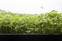 a close up of a bunch of green plants