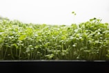 A dense field of green sprouts growing closely together with delicate, small leaves reaching up towards a bright light. The image captures a close-up view of these vibrant, fresh seedlings thriving in an indoor environment, with subtle variations in height and leaf size.
