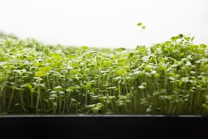 A dense field of green sprouts growing closely together with delicate, small leaves reaching up towards a bright light. The image captures a close-up view of these vibrant, fresh seedlings thriving in an indoor environment, with subtle variations in height and leaf size.