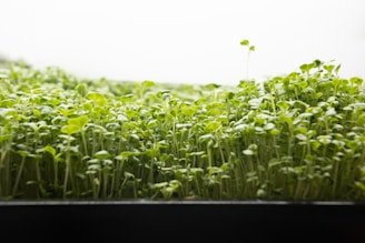 A dense field of green sprouts growing closely together with delicate, small leaves reaching up towards a bright light. The image captures a close-up view of these vibrant, fresh seedlings thriving in an indoor environment, with subtle variations in height and leaf size.