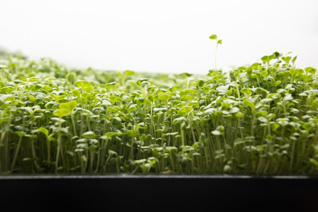 A dense field of green sprouts growing closely together with delicate, small leaves reaching up towards a bright light. The image captures a close-up view of these vibrant, fresh seedlings thriving in an indoor environment, with subtle variations in height and leaf size.