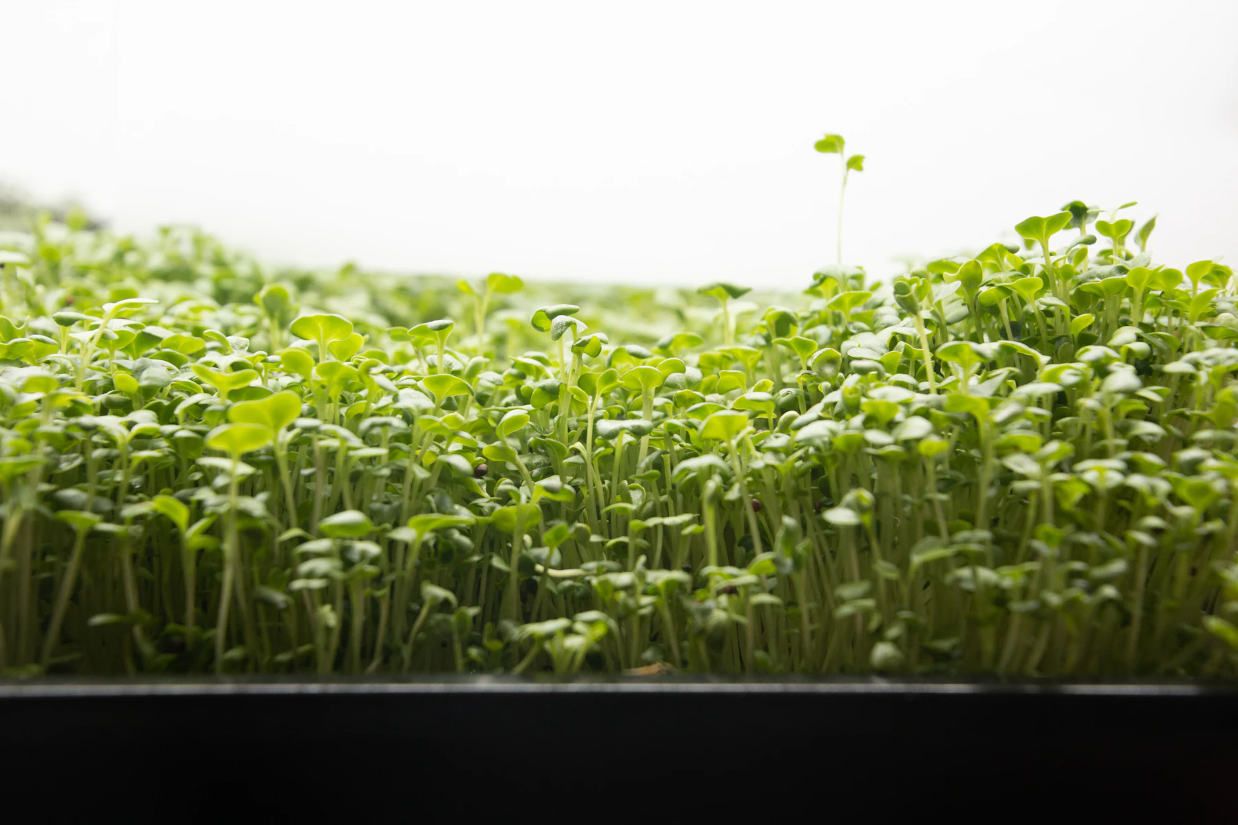 A dense canopy of green microgreens seen side-on over the rim of a black growing tray