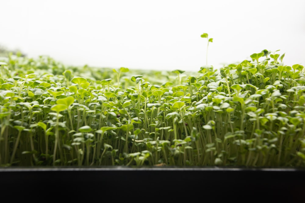 a close up of a bunch of green plants