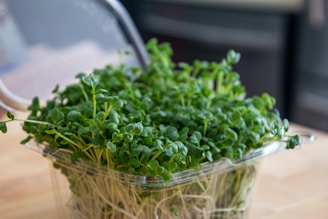 a plastic container filled with green plants on top of a wooden table