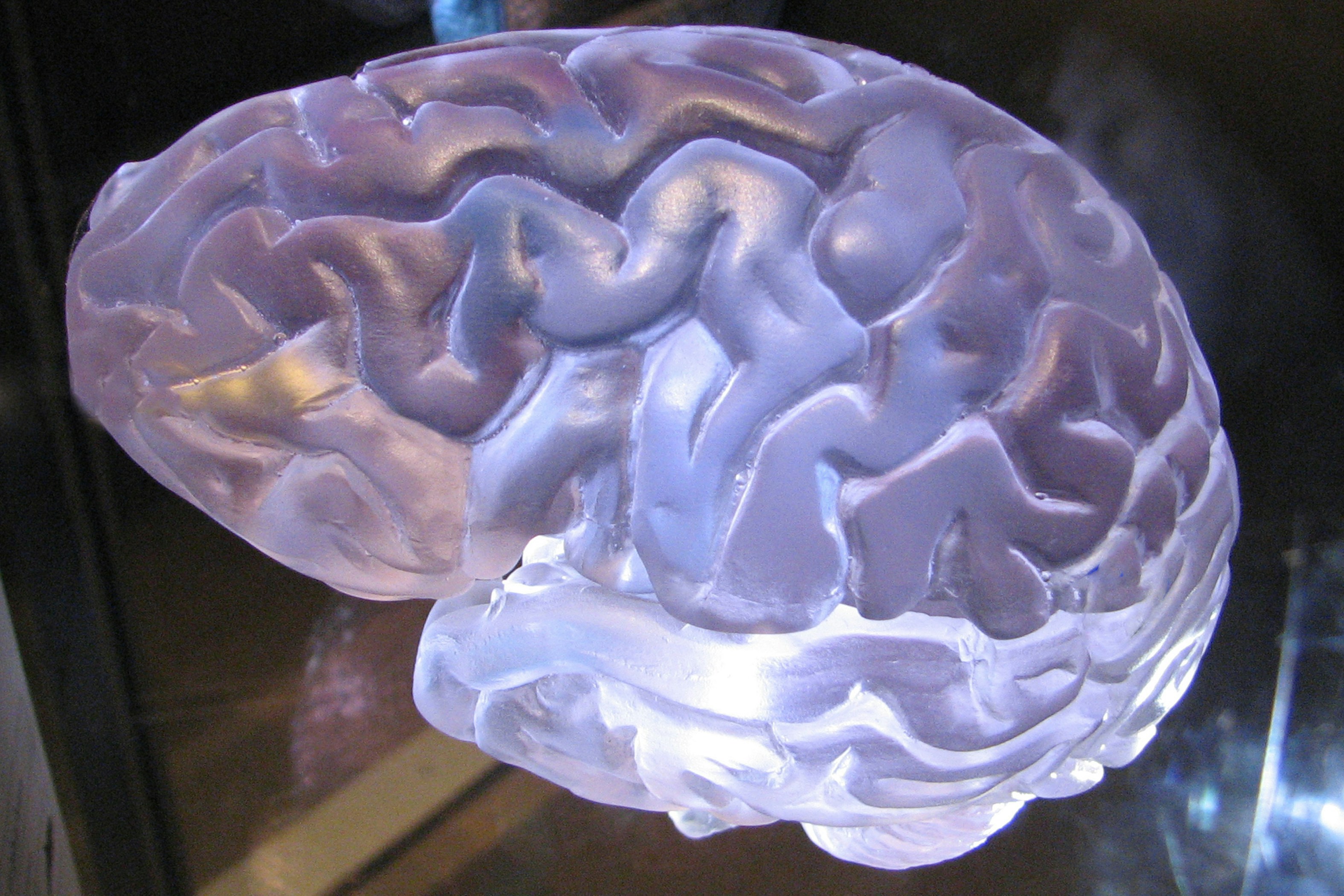 Brain Illustration Cognitive Functions