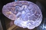 A translucent, sculpted model of a human brain, showing intricate grooves and folds. The surface has a glossy sheen, reflecting light in various shades of purple and blue, giving it a surreal, almost ethereal appearance.
