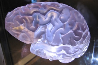 A translucent, sculpted model of a human brain, showing intricate grooves and folds. The surface has a glossy sheen, reflecting light in various shades of purple and blue, giving it a surreal, almost ethereal appearance.