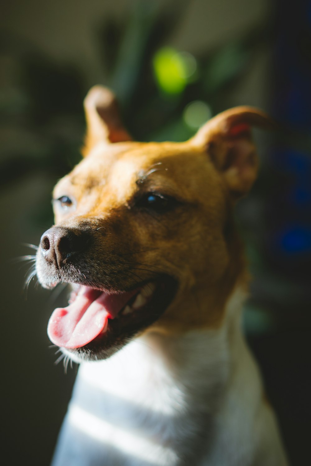 a close up of a dog with its mouth open