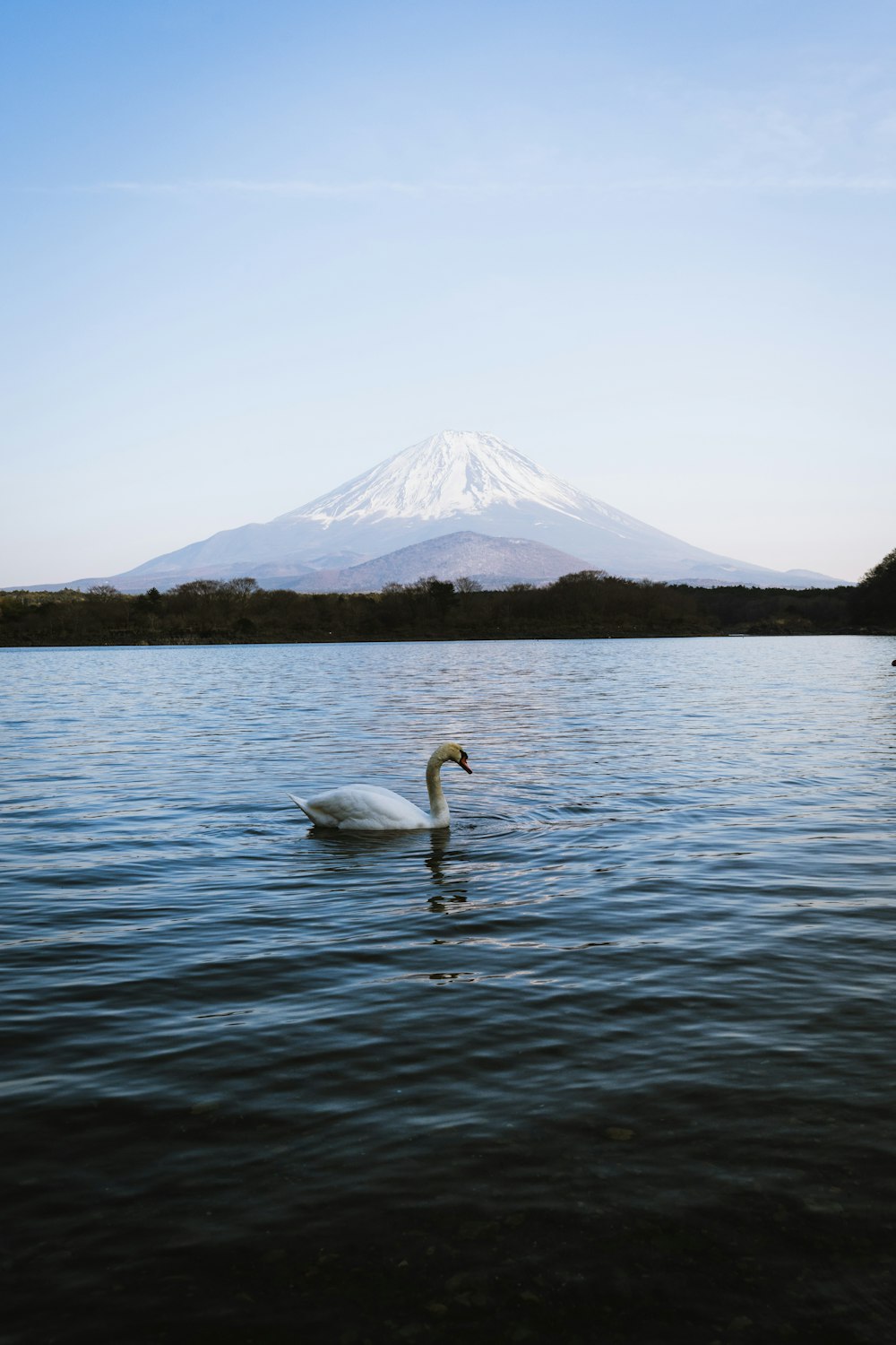 a white swan floating on top of a lake next to a mountain