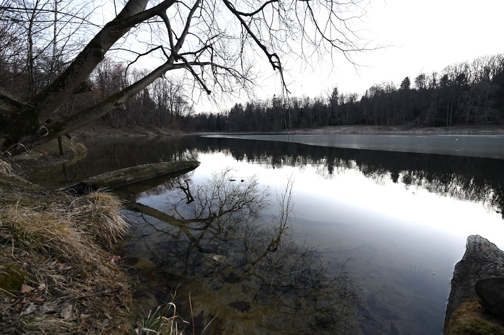 a body of water surrounded by a forest