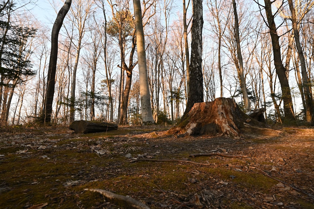 a tree stump in the middle of a forest