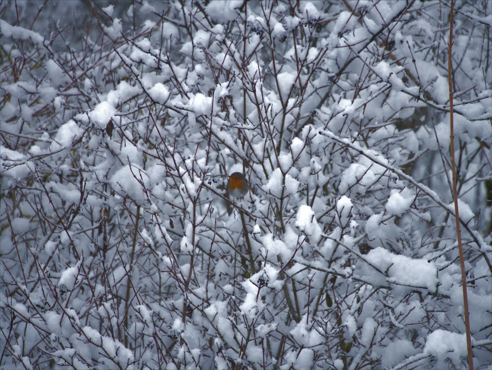 a small bird perched on top of a tree covered in snow