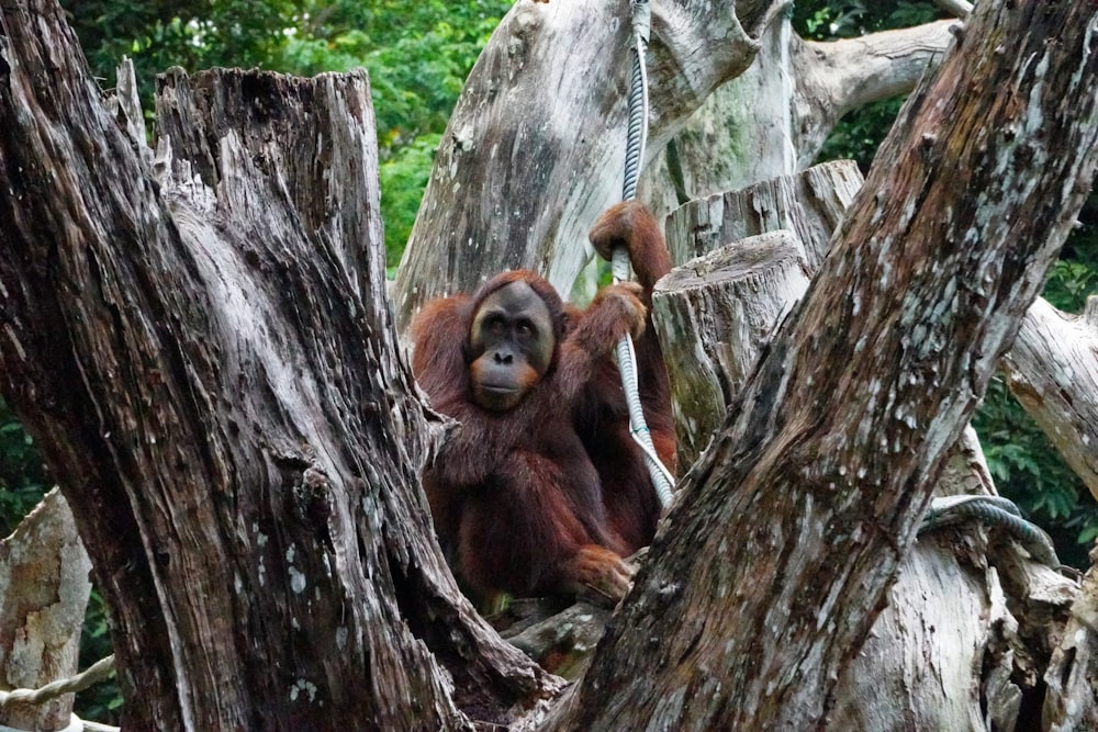 an oranguel hanging from a rope in a tree