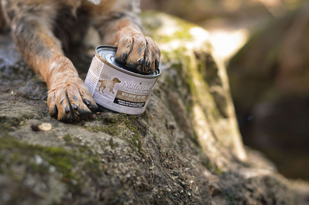 a dog is holding a can of dog food on a rock