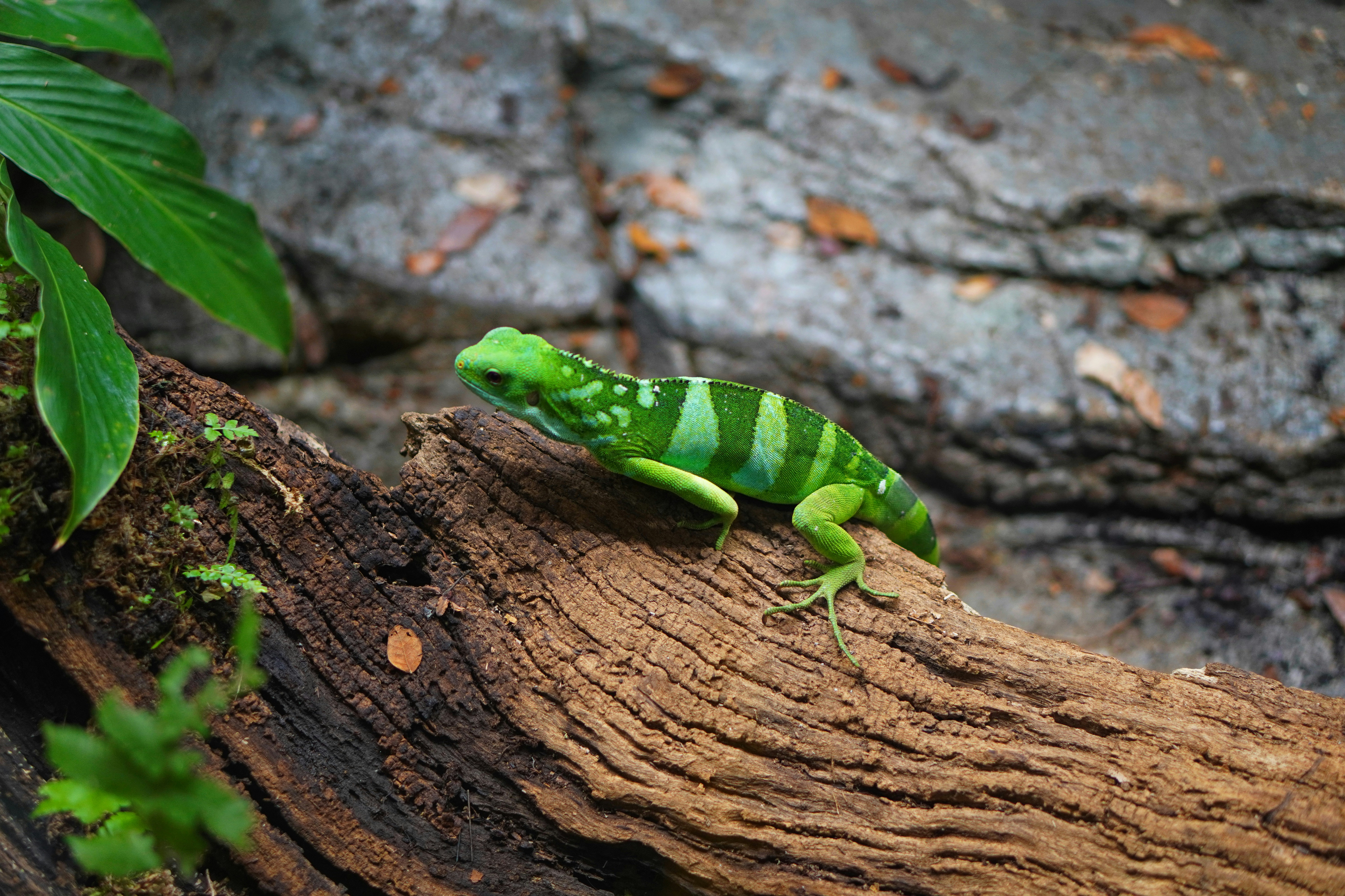 a green lizard sitting on top of a tree branch