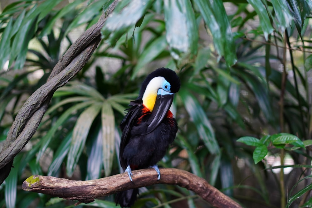 a colorful bird sitting on top of a tree branch