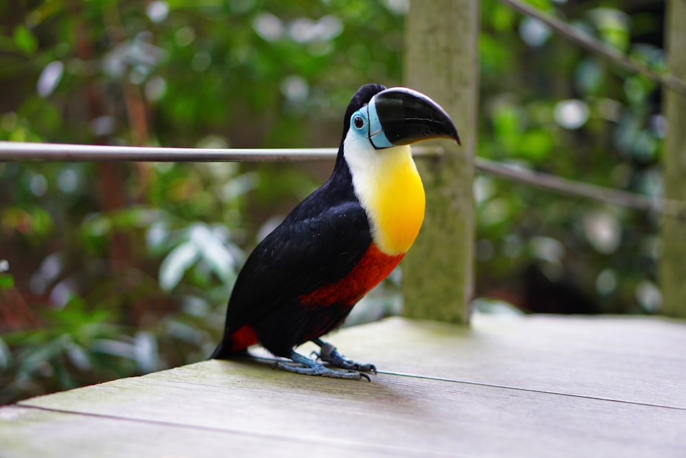 a colorful bird sitting on a wooden ledge