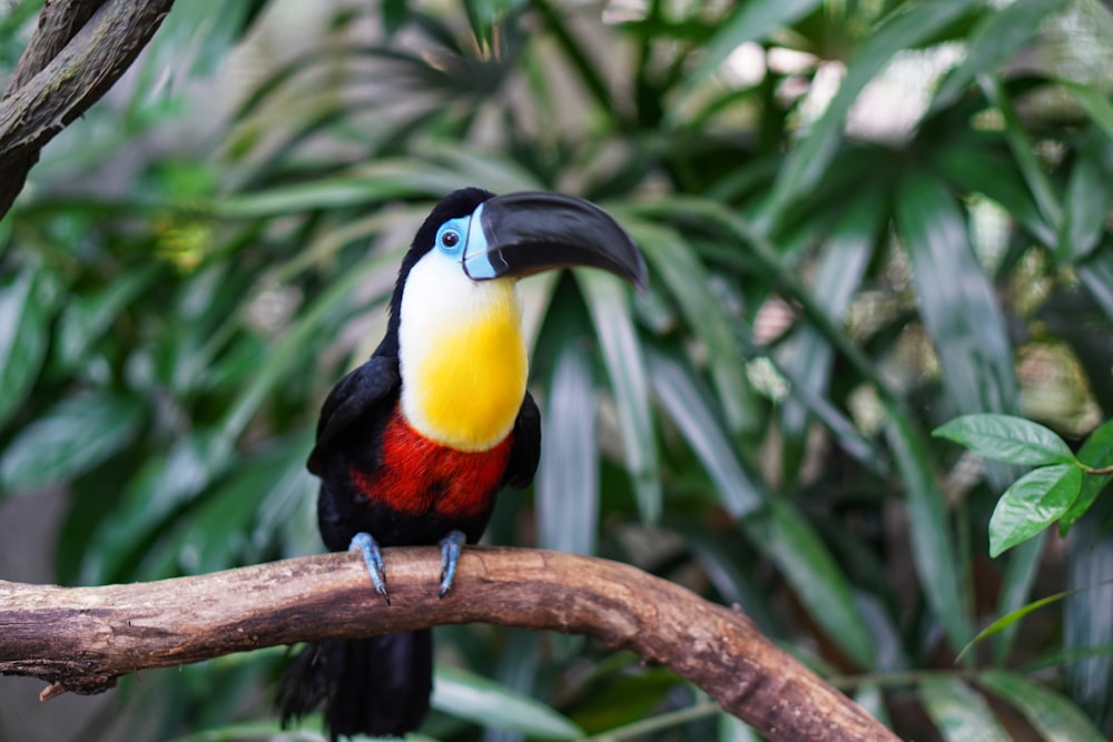 a colorful bird sitting on top of a tree branch