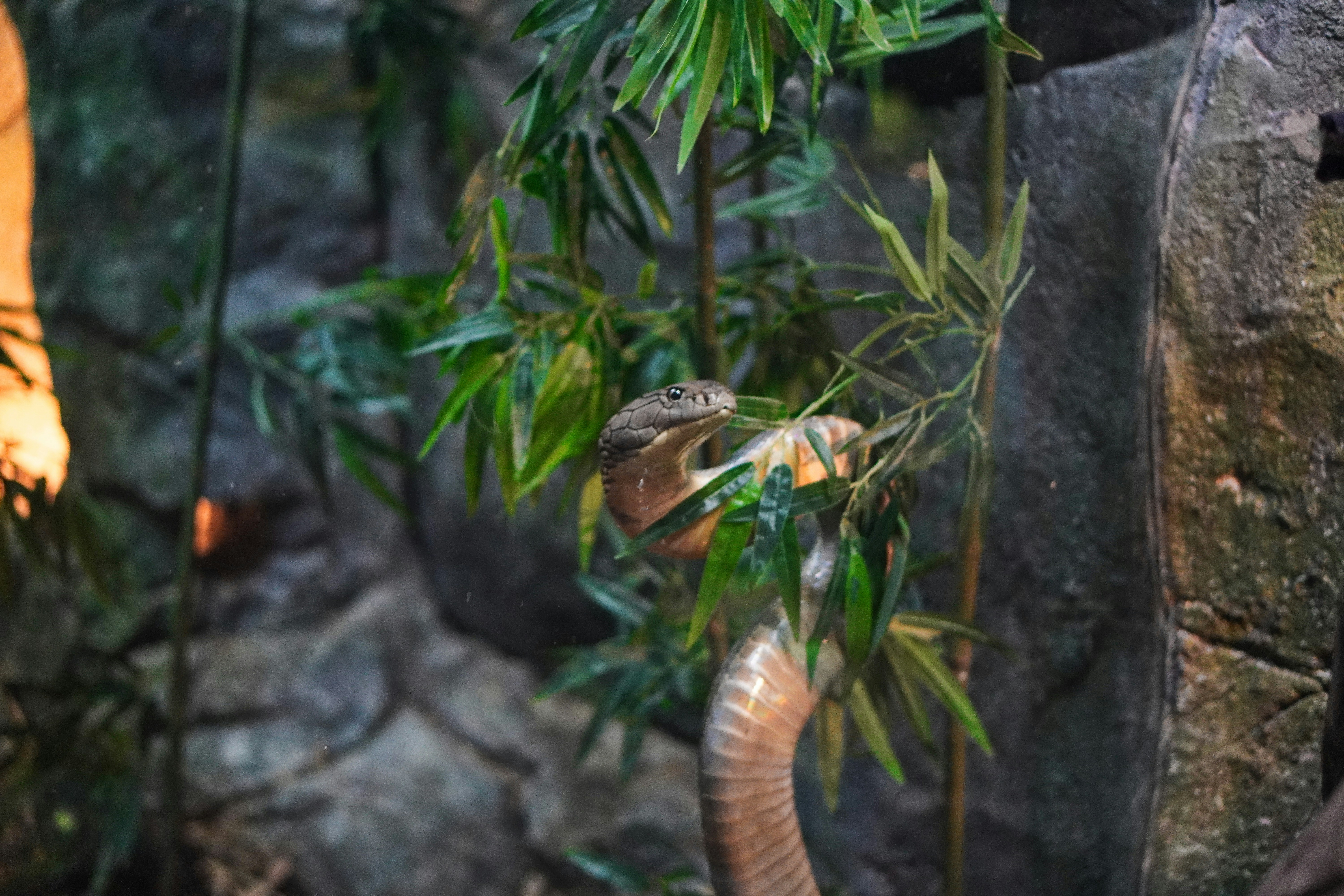a snake is eating a plant in a zoo