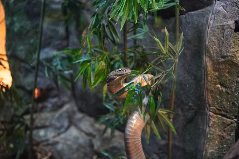 a snake is eating a plant in a zoo