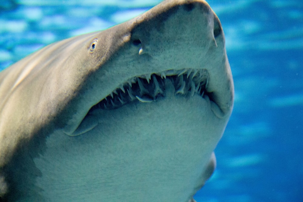 a close up of a shark in the water