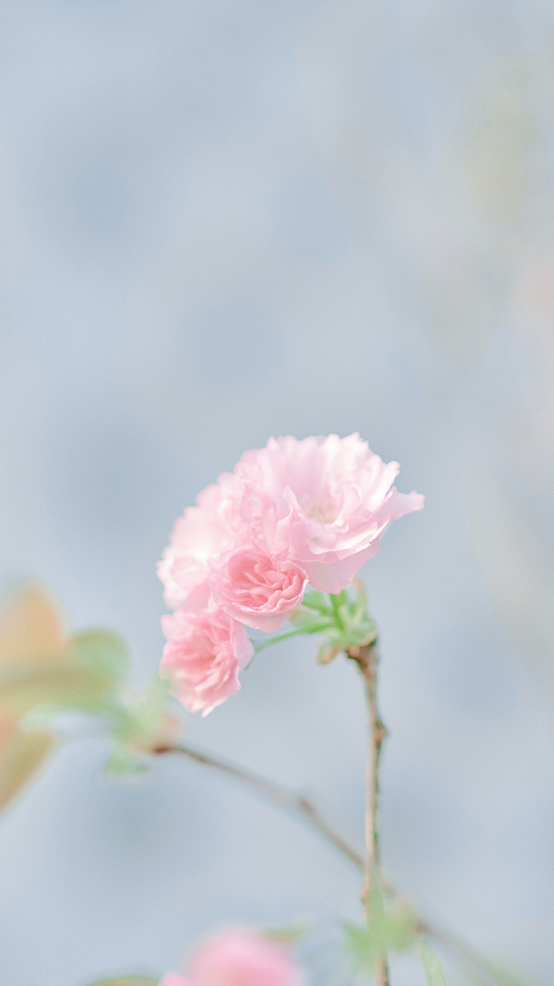 Photo by xiexianghua