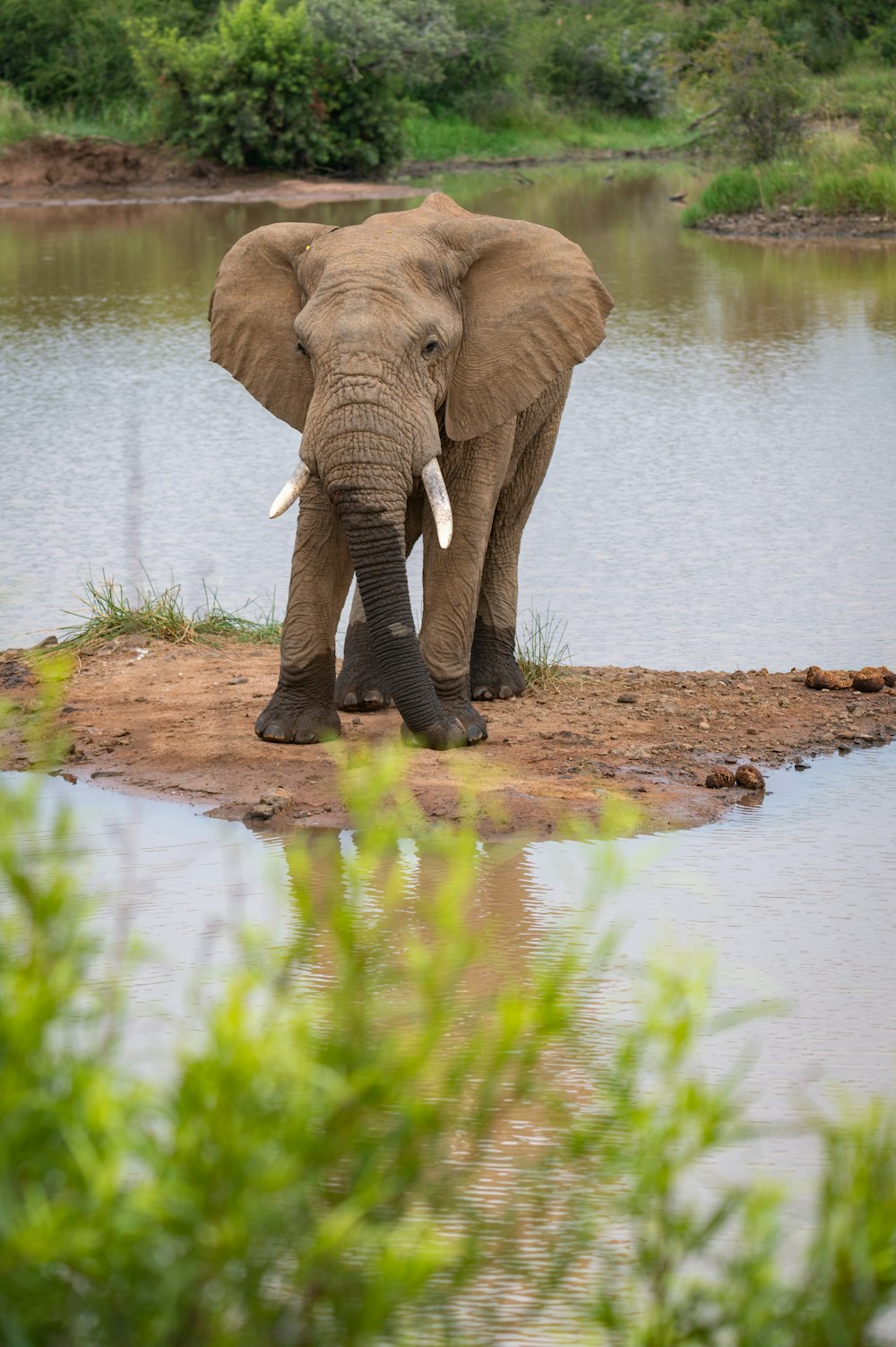 an elephant standing on a small island near a body of water