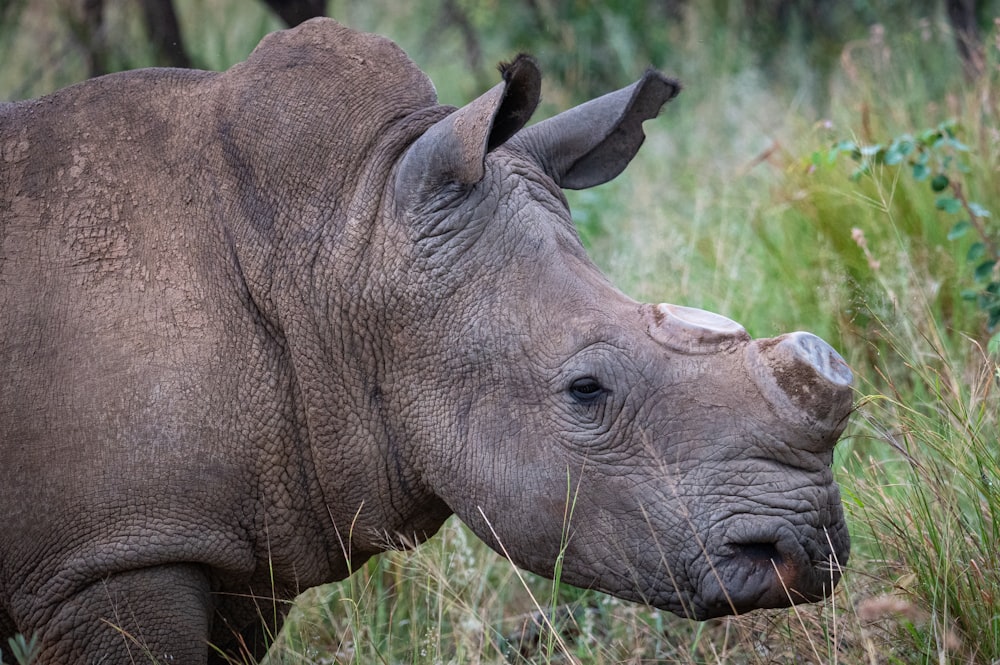 a close up of a rhino in a field of grass