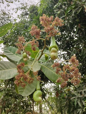 Cashew apples and nuts are prominently visible on a branch amidst lush green leaves and surrounding vegetation. The fresh green cashew apples contrast with the brownish-red flowers, indicating a natural setting.