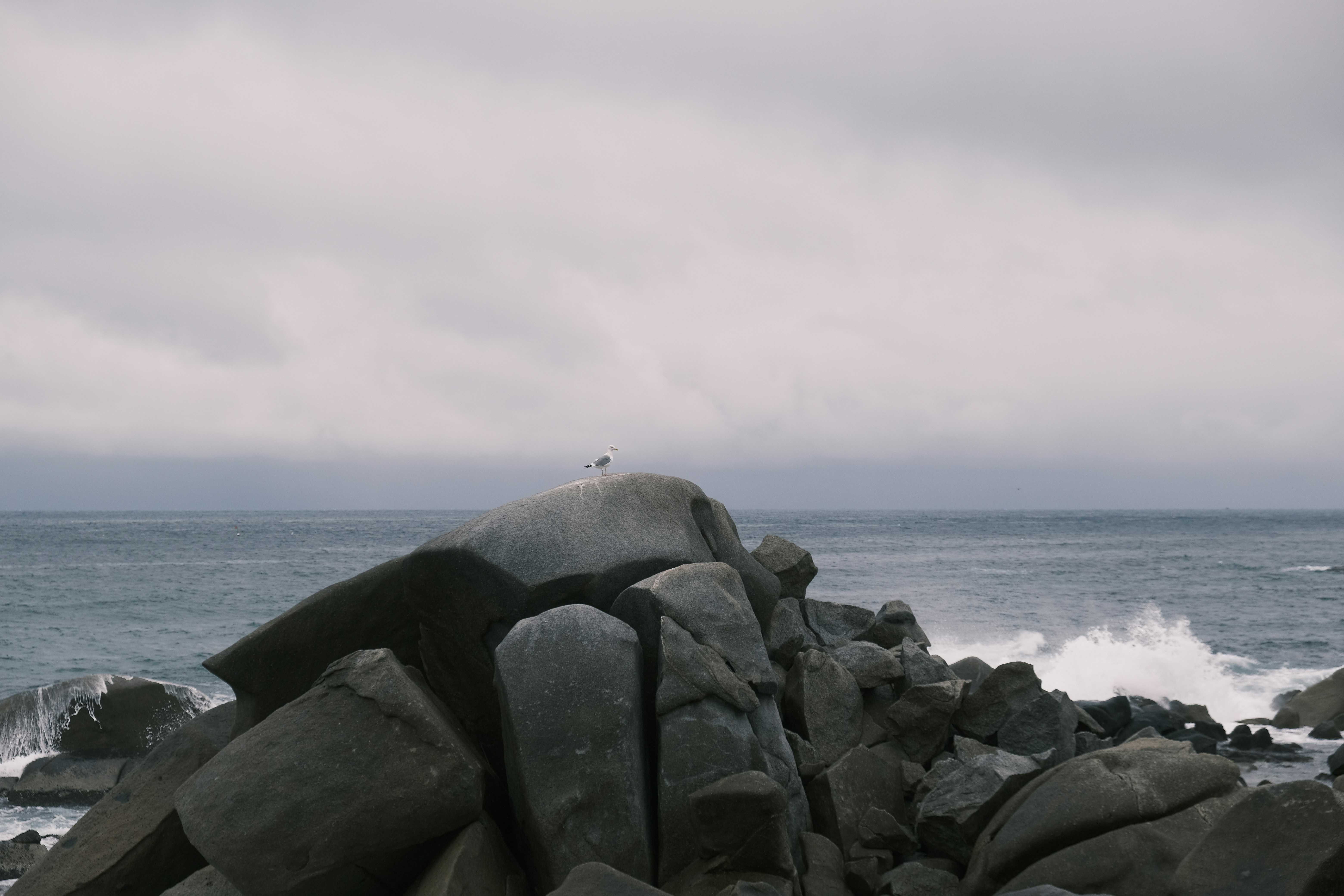 a bird sitting on a rock near the ocean