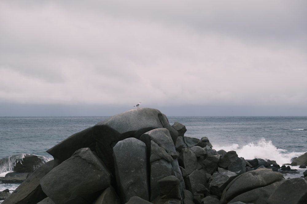 a bird sitting on a rock near the ocean