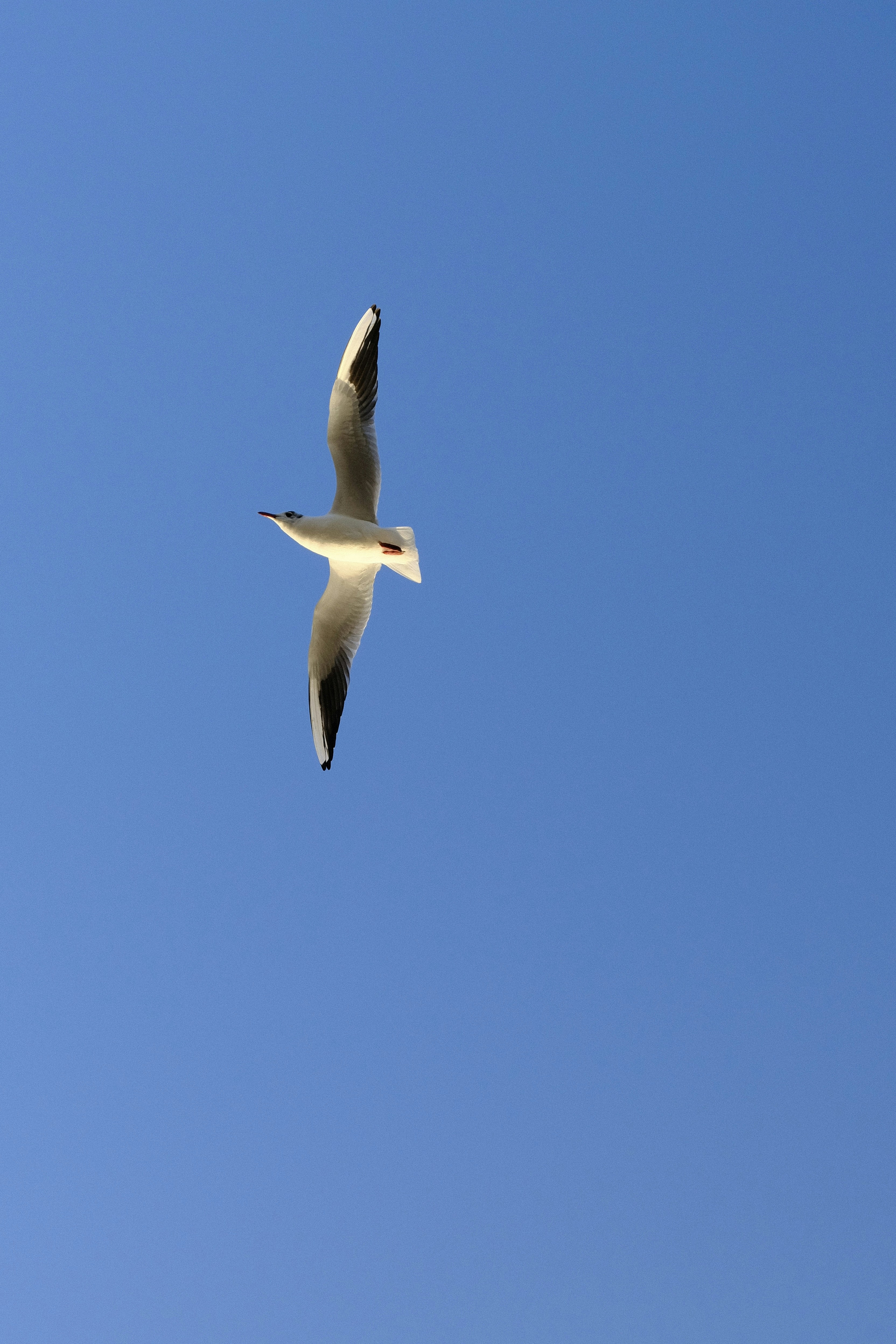 Photo by capricorn_song